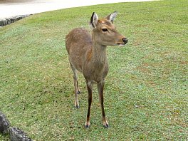 奈良公園の鹿