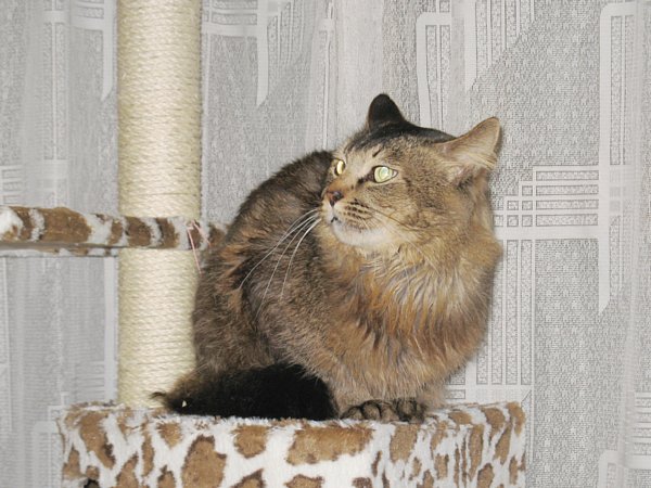 キャットタワーに座って