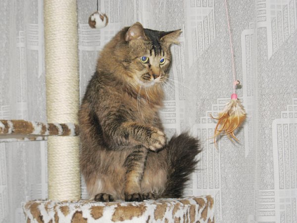 猫じゃらし