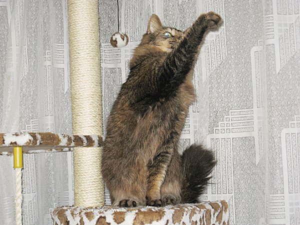 猫じゃらし2