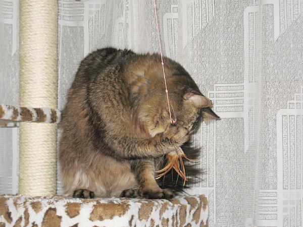 猫じゃらし3
