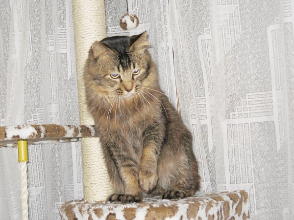 猫じゃらし4