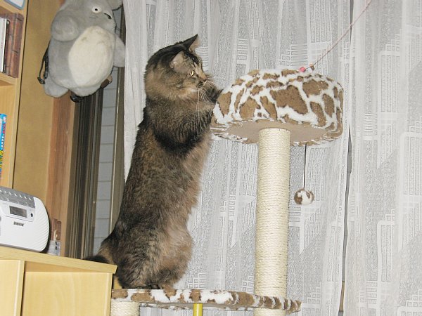 猫じゃらし5