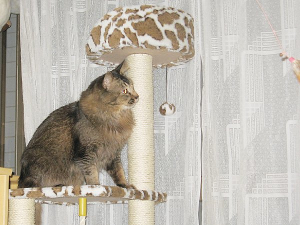 猫じゃらし6