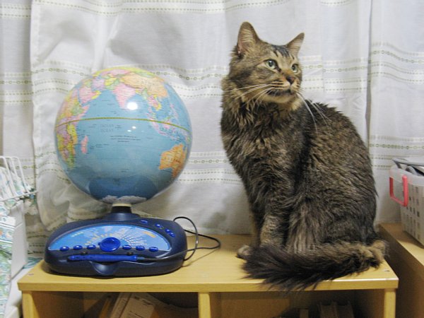 地球儀猫