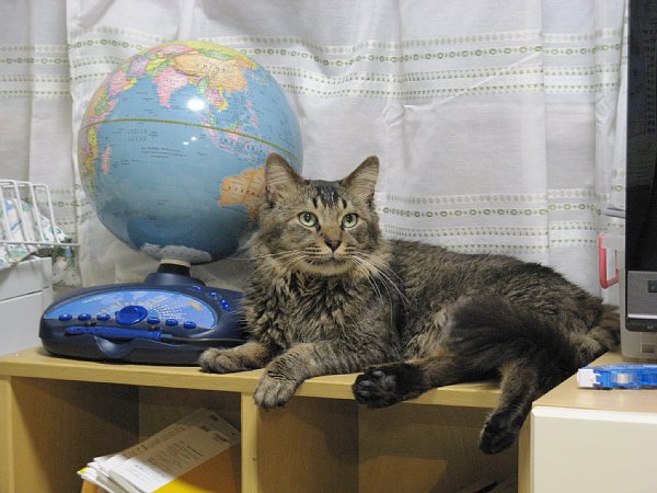 地球儀猫その2