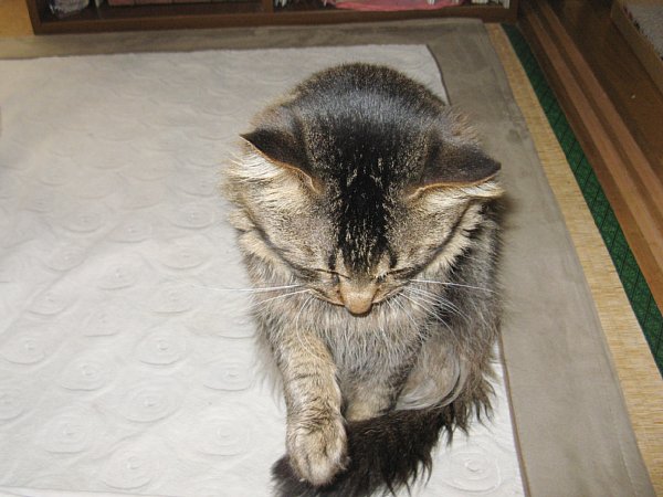 よろしくお願いします