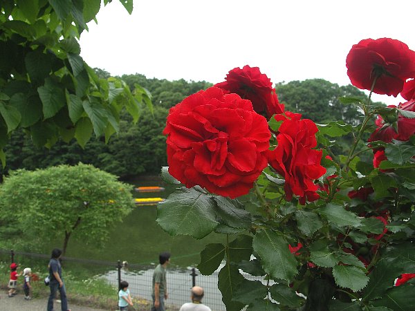 バラ（赤）アップ