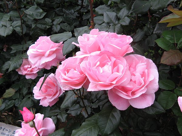 ローズガーデンの薔薇
