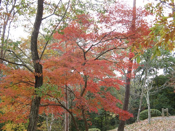 ふれあい公園の紅葉