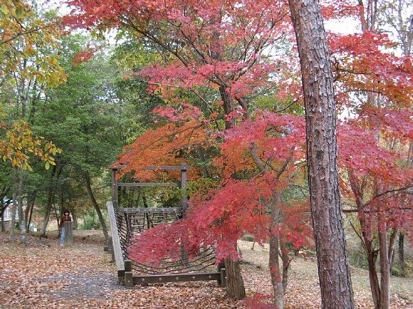 同じく紅葉
