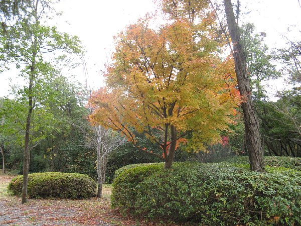 同じく紅葉
