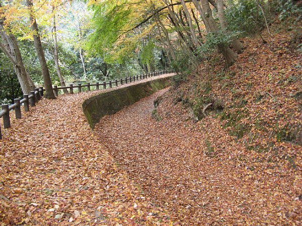 遊歩道の落ち葉