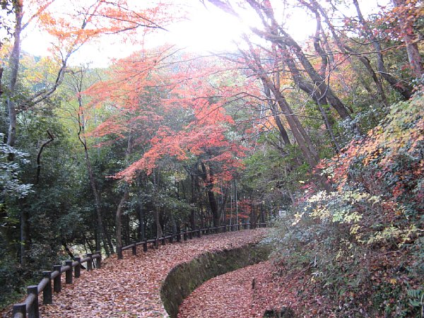 遊歩道のもみじ