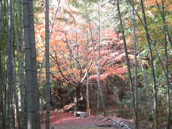 竹林の中のもみじ