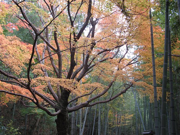 竹林の中のもみじ