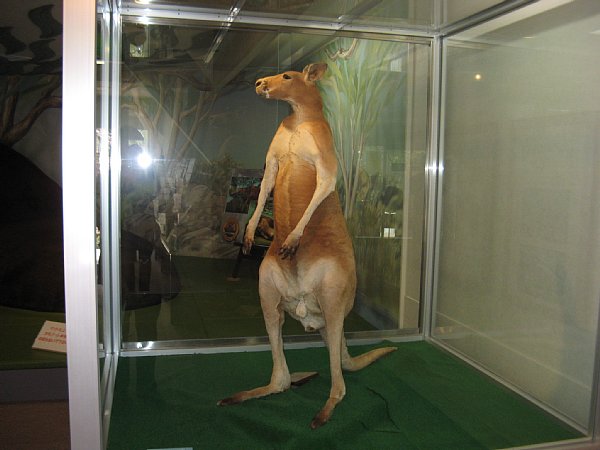 カンガルーの剥製