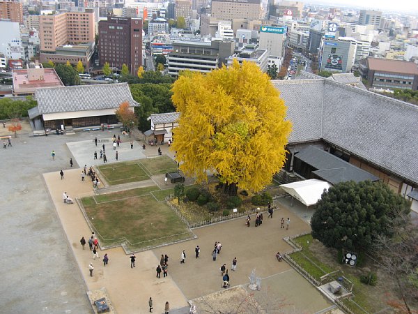 天守閣からの眺め 大銀杏