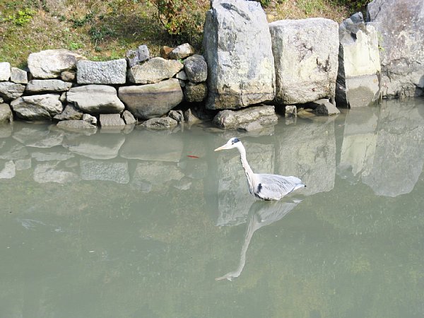 アオサギ