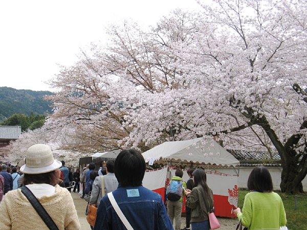 参道の桜