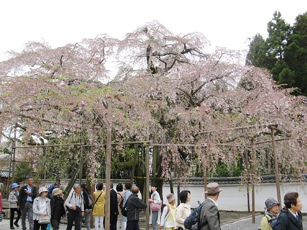 三宝院のしだれ桜