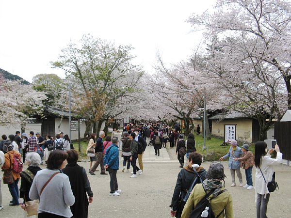 通路の桜