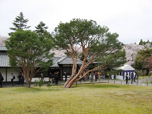 霊宝館の松