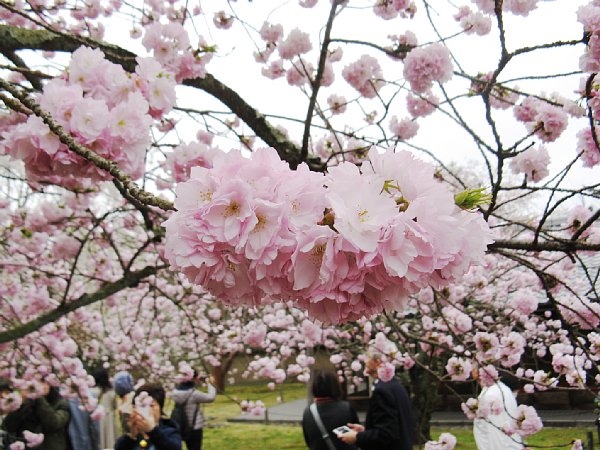 八重桜アップ
