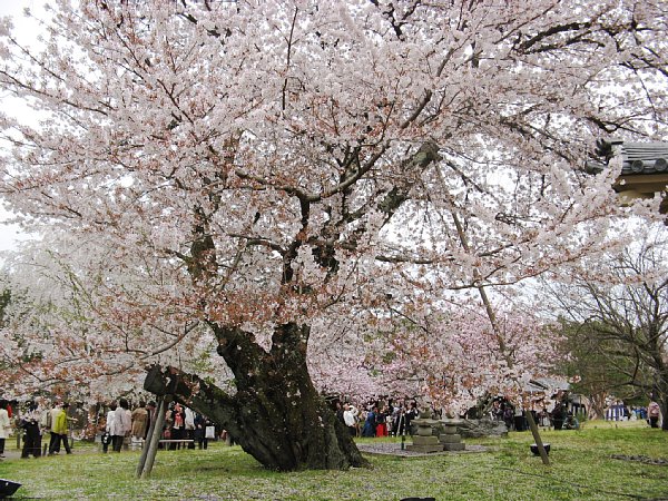 桜の大木2
