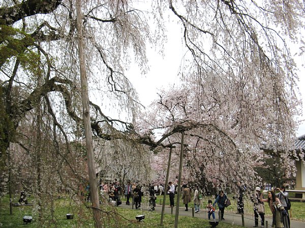 しだれ桜