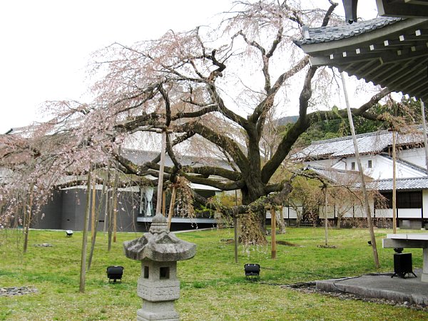 霊宝館脇のしだれ桜
