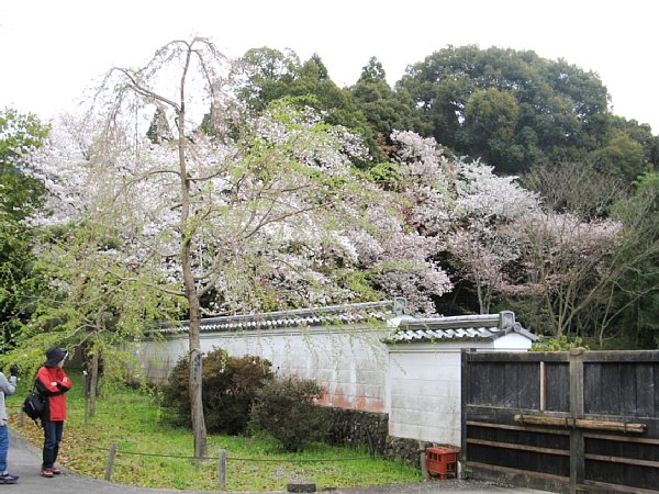 霊宝館 南側