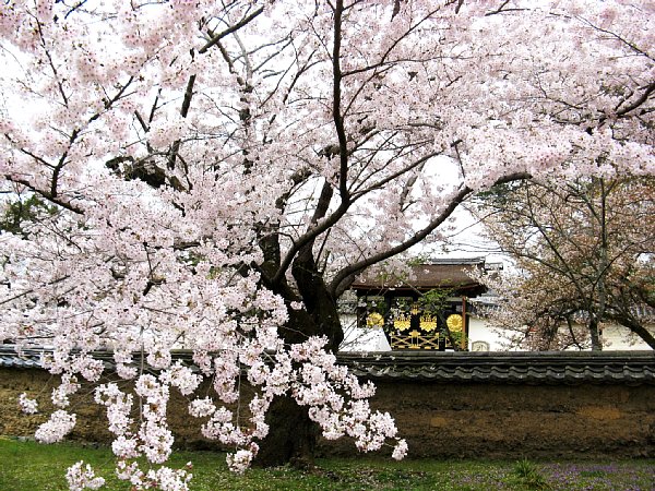 桜と唐門