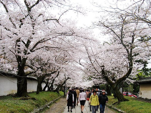 通路の桜