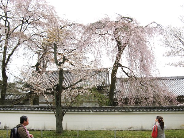 通路の桜