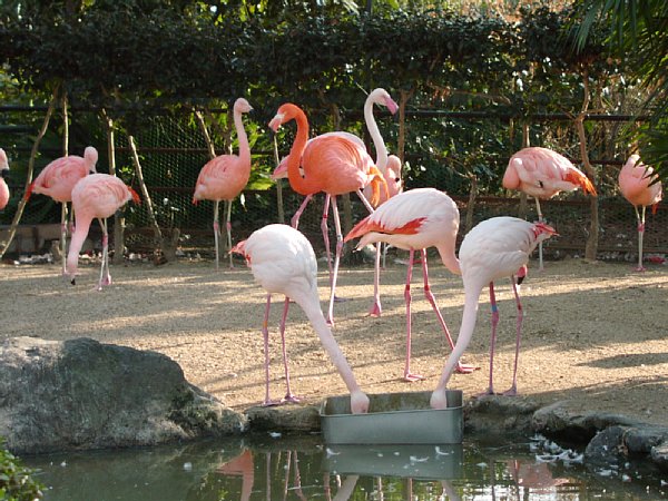 京都市動物園［フラミンゴ］(2004年)