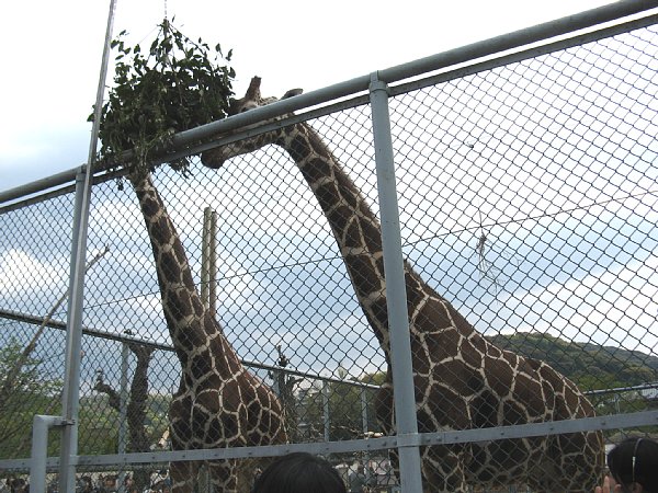 京都市動物園(2011年)