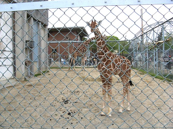 京都市動物園［アミメキリン］(2011年)