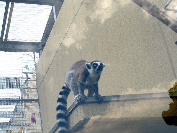 京都市動物園［ワオキツネザル］(2011年)