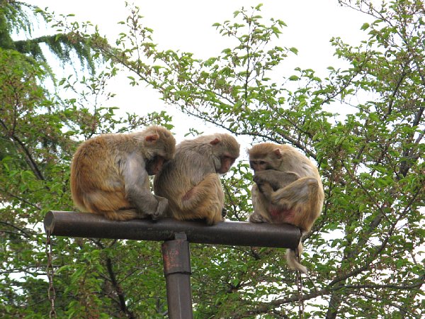 京都市動物園［アカゲザル］(2011年)