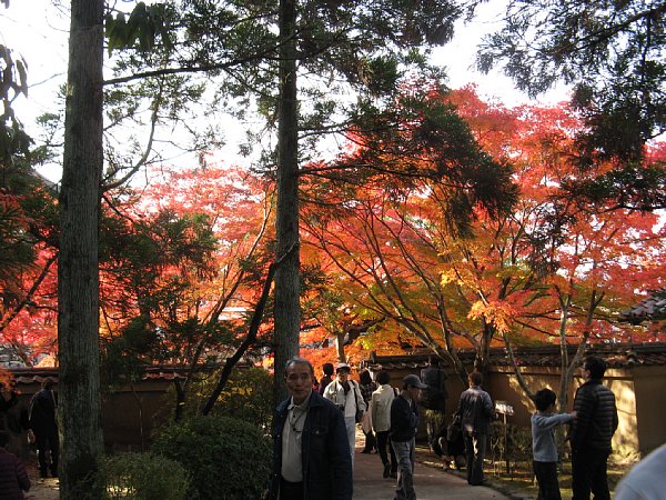 駐車場横の紅葉