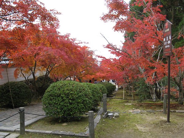 参道のもみじ