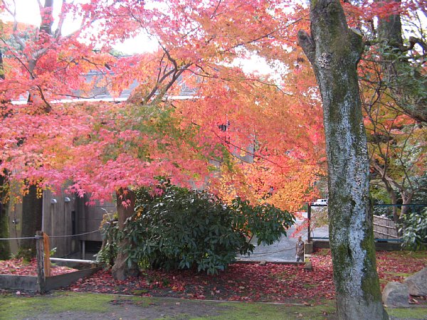 広場奥の紅葉