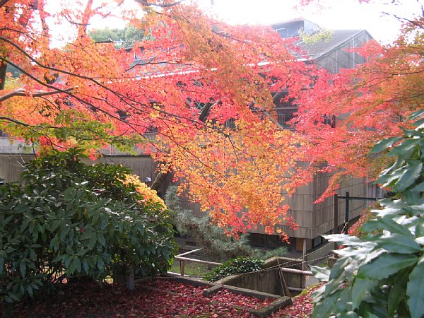 同じ紅葉(別角度で)