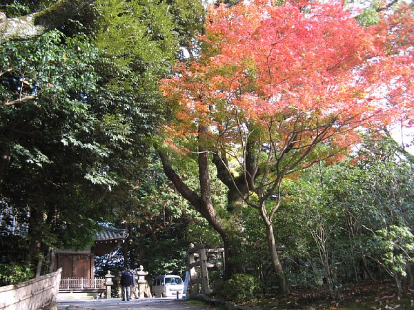 参道横の紅葉