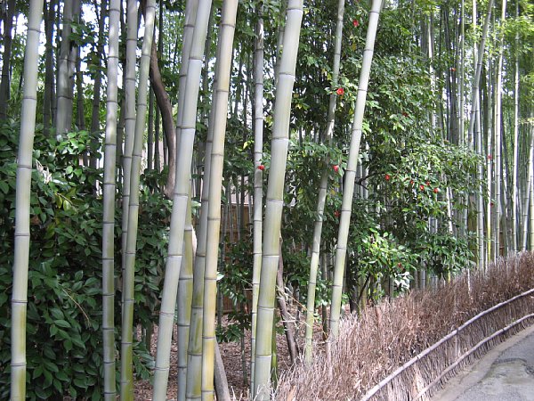 竹林と椿