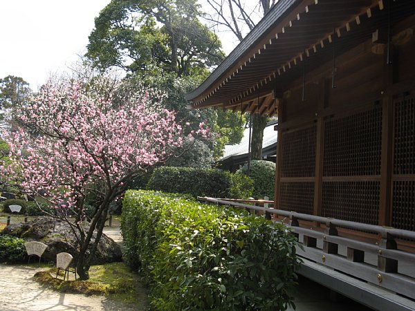 神楽殿横の梅の木