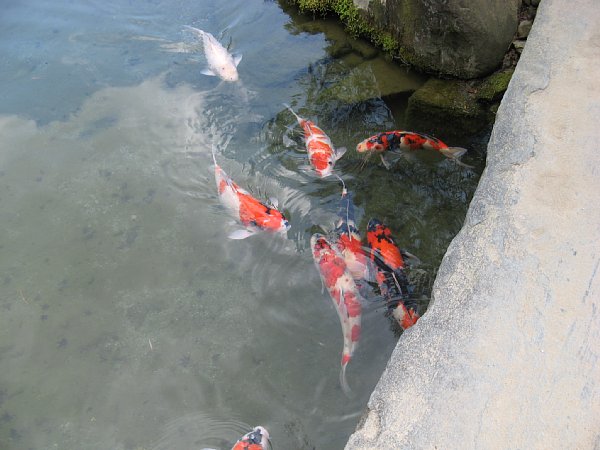 室町の庭 池の鯉