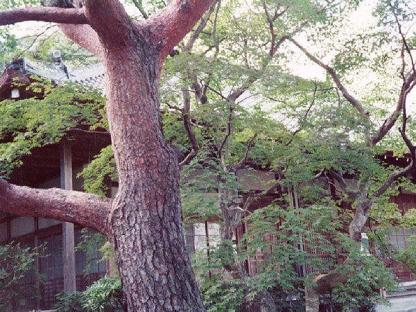 常寂光寺本堂(1970年)