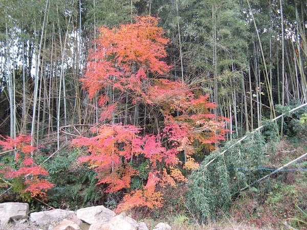 駐車場の紅葉